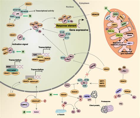 Schematic Representation Of The Role Of Partial Hdac And Cbp P In