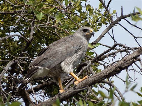 Gray Hawk | Audubon Field Guide