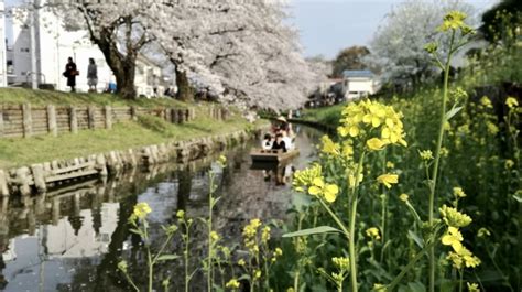 【小江戸・川越】縁結びの恋みくじも！徳川ゆかりの桜スポット～レトロな街歩き アーバンライフ東京