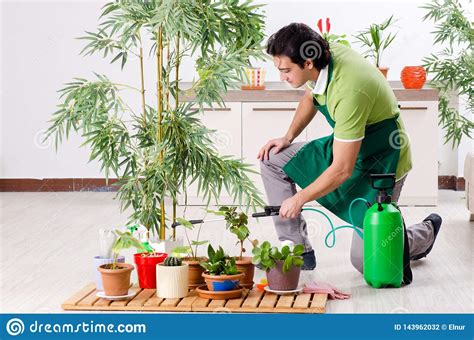 O Jardineiro Masculino Novo Plantas Dentro Foto De Stock Imagem