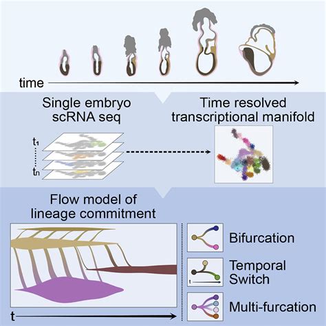 Understanding Cell Fate Decisions In Early Mammalian Development