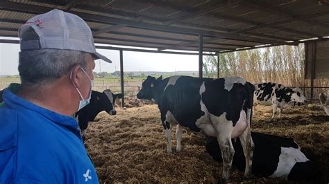 Nuevo mazazo para los ganaderos Andalucía se va a quedar sin leche