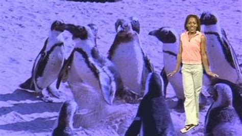 Dance and sing along to the Penguin Bop dance. | Penguin songs, Cbeebies, Dance videos