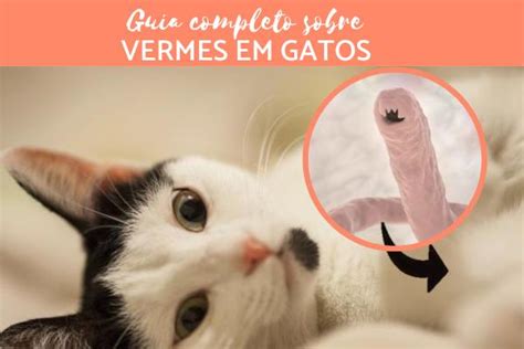 Vermes Em Gatos Sintomas E Tratamento