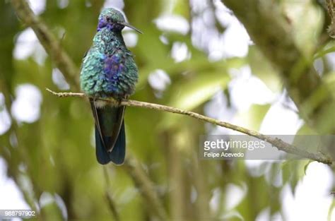 Manizales Photos And Premium High Res Pictures Getty Images