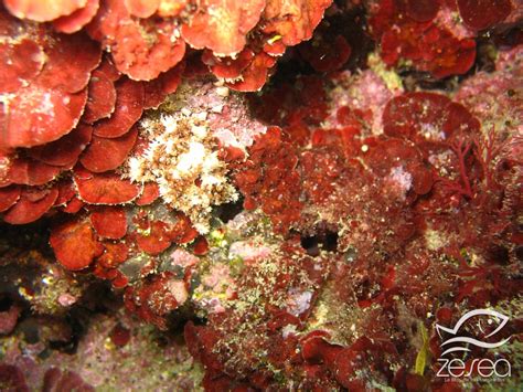 Flore marine de Méditerranée ALGUES DE MEDITERRANEE Algues rouges