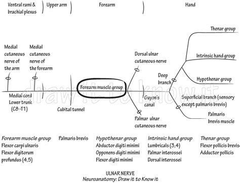 Gross Anatomy Glossary Ulnar Nerve Forearm Muscle Group Ditki