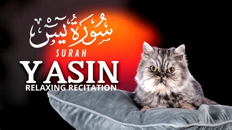 Heart Touching Relaxing Recitation Of Surah Yasin Yaseen