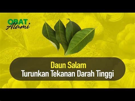 Temukan Manfaat Daun Salam Untuk Darah Tinggi Yang Jarang Diketahui