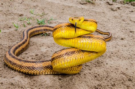 Yellow Rat Snake Josh Young Flickr