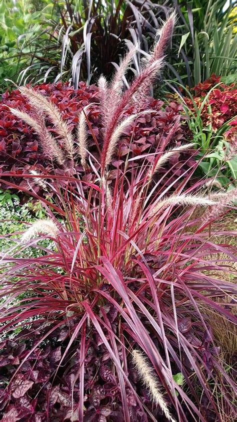 Les PENNISETUMS CENCHRUS Jardin De Luchane