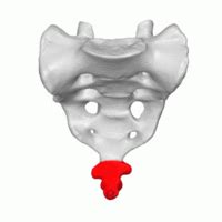 Coccyx Fractures - Physiopedia