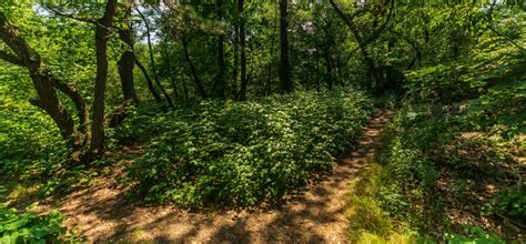 Wandering in the North Woods | Central Park Conservancy