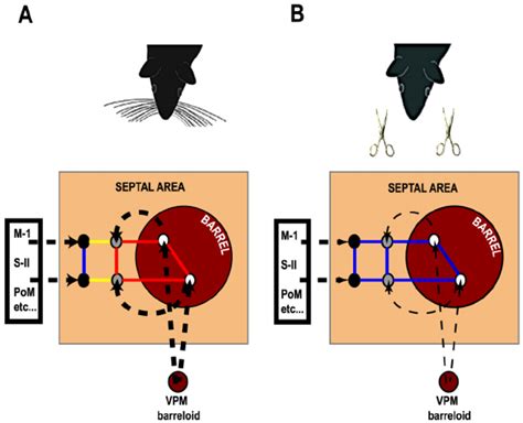 Model Of The Effect Of Sensory Deprivation On The Integrative Download Scientific Diagram