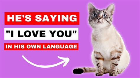 12 Times Your Cat Says I Love You In A Special Way Youtube