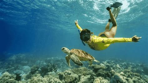 great barrier reef snorkeling  tours  tips airkayaks