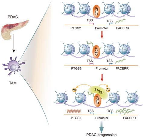 A Model Of Ccctc‐binding Factor Ctcf ‐controlled Download