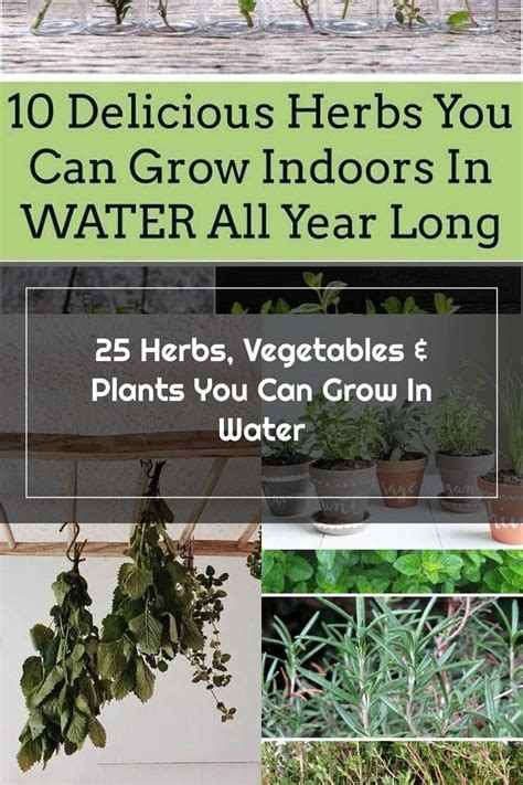 Indoor Herbs 25 Herbs Vegetables And Plants You Can Grow In Water