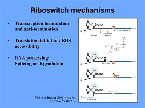 PPT RNA Metabolite Interactions Riboswitches PowerPoint