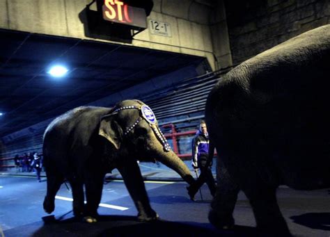 Last Dance Final Performance For Ringling Bros Elephants