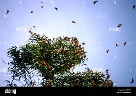 Las Mariposas Monarca Danaus Plexippus Invernando En Una Arboleda De