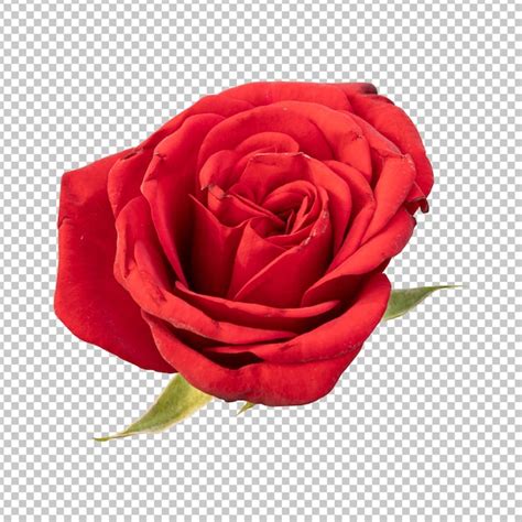 Premium Psd Red Rose Flower Isolated Rendering