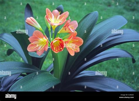 Close Up Clivia Miniata Hi Res Stock Photography And Images Alamy