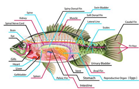 Labeled Diagram Of Fish