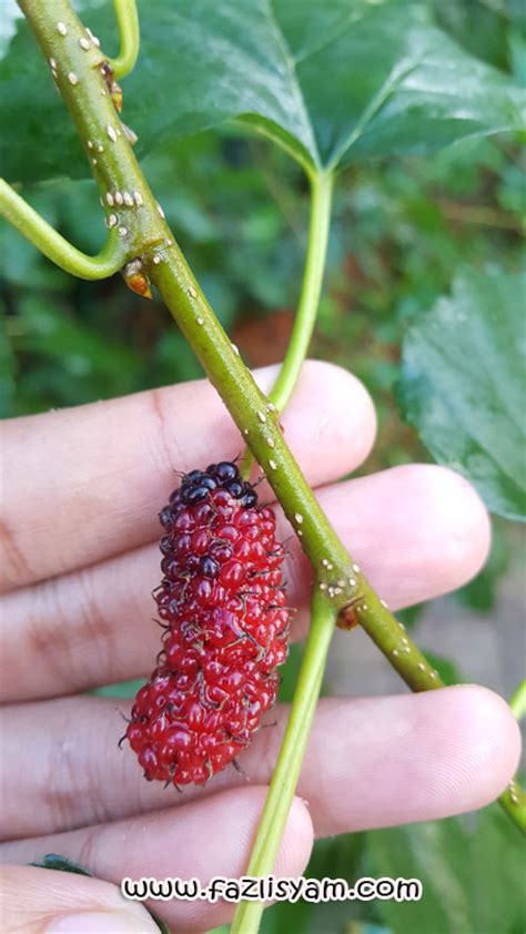 Buah Mulberry Segalanya Tentang Tumbuhan