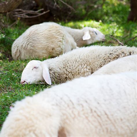 Best Lying Down Lamb Sheep Grass Stock Photos Pictures And Royalty Free