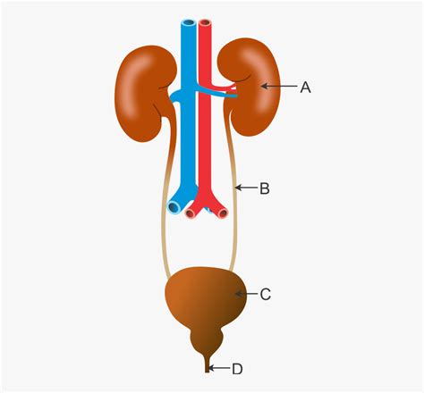 Excretory System Diagram Quizlet