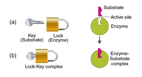 Illustrate The Lock And Key Hypothesis Of Enzyme Action Biology Qanda