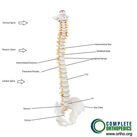 Back Muscle Spasms - Complete Orthopedics | Multiple NY Locations