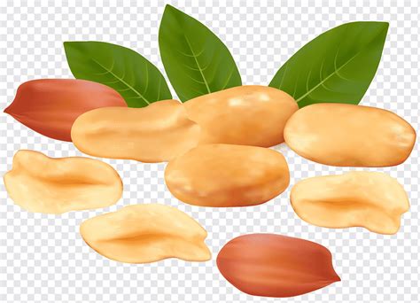 Peanut Peanuts S Food Cartoon Fruit Png Pngwing