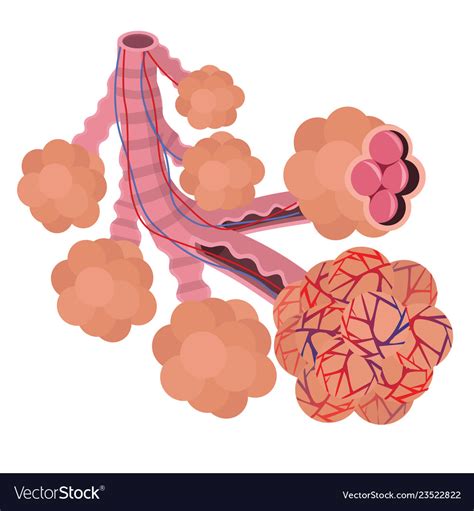 Alveoli In The Lungs