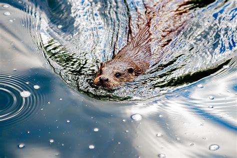 River Otters Have Made a Successful Comeback in Colorado