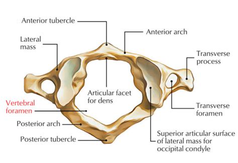 Vertebral Foramen – Earth's Lab