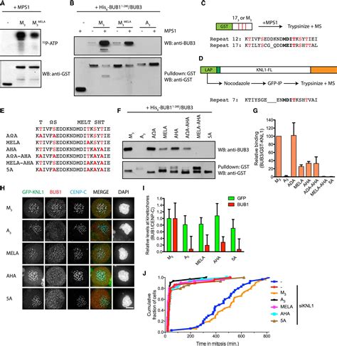 Sequential Multisite Phospho Regulation Of KNL1 BUB3 Interfaces At