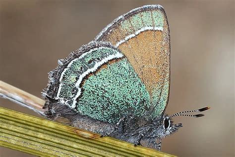 New Mexico State Butterfly