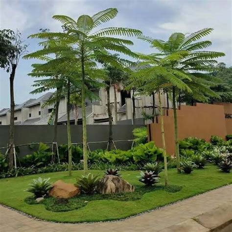 5 Pohon Peneduh yang Tidak Merusak Struktur Bangunan