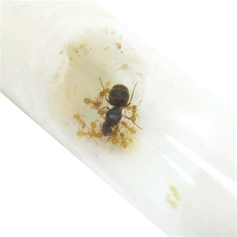 Yellow Meadow Ant Colony – Lasius flavus – Ants UK