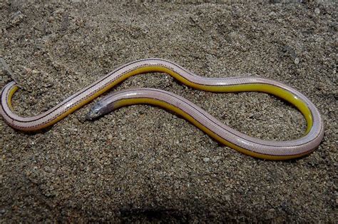 4 new species of legless lizard identified