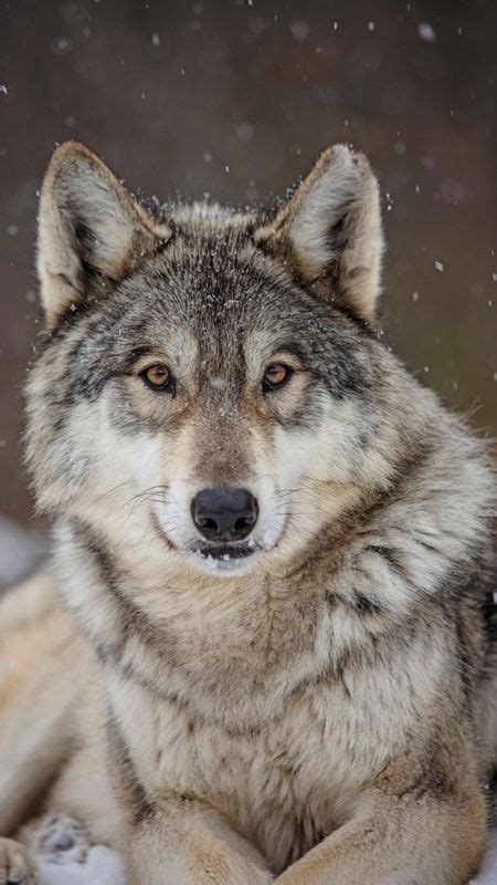 Real Wolf Wallpapers