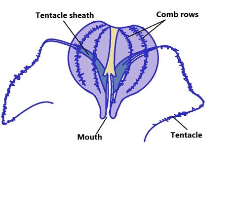 Diagrammatic Representation Of A Ctenophore Credit Microscopemaster