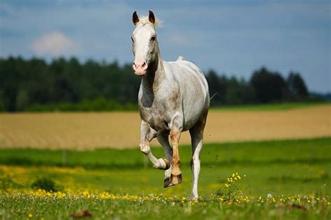 The 21 Surprising Horse Breeds Used For Racing - A-Z Animals