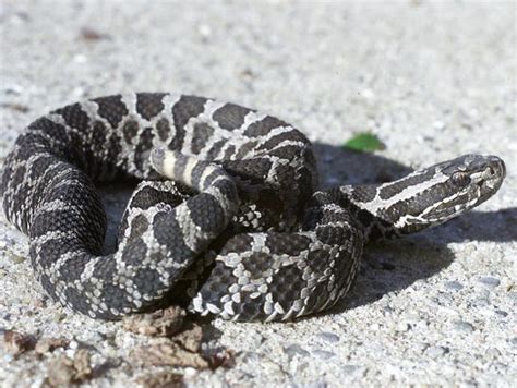 Michigan's only venomous snake now federally protected