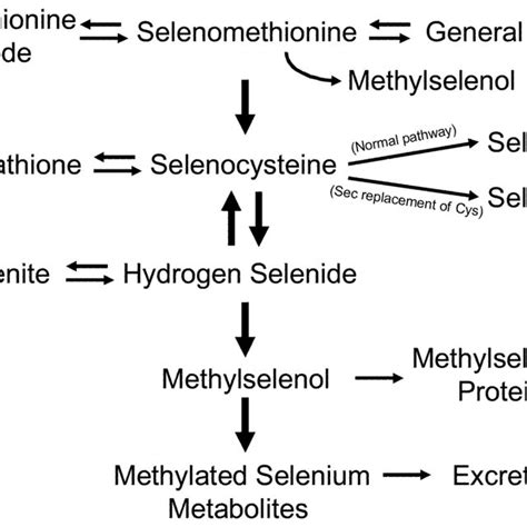 PDF Role Of Selenium Containing Proteins In T Cell And Macrophage