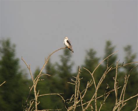 Svartvingad Glada Black Winged Kite Elanus Caeruleus