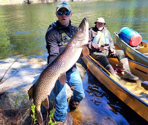 Topwater Muskie Fishing Secrets From 5 Pros