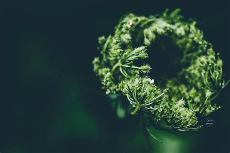 greenest green ckoh photography